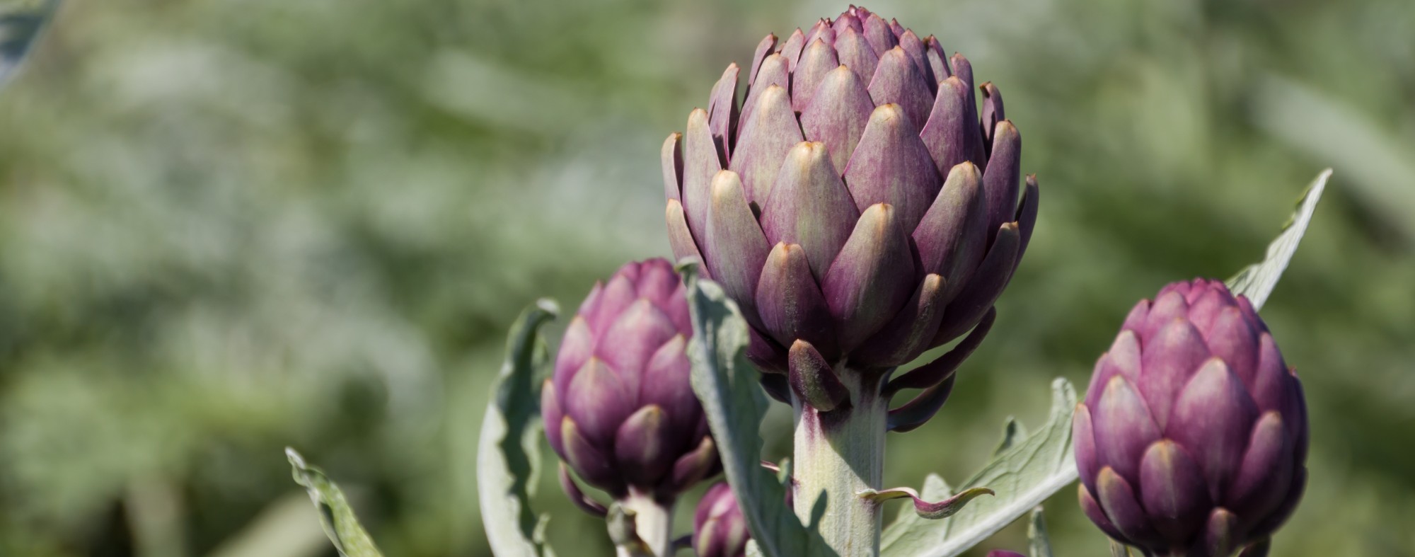 Artichoke